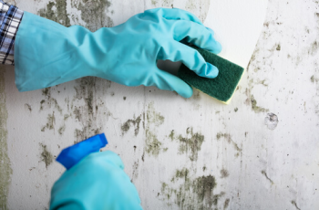Ten Homemade Methods for Effective Mold Removal