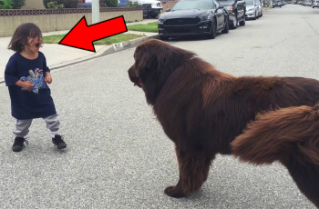 What happened when a boy met a dog on the street was unexpected.