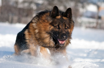 Top 20 most dangerous dog breeds in the world