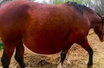 After the vet examined the ultrasound, he contacted authorities, but the horse refused to give birth